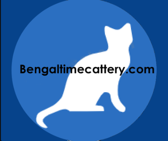 Bengaltimecattery.com Black Collar