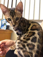 Hypoallergenic Bengal Kittens available at Bengaltime cattery / Registered Bengals
