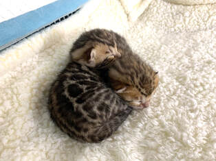 Bengal Kittens, Registeredbengals.com