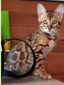 Bengal kittens Near me at Bengaltime cattery / Registered Bengals