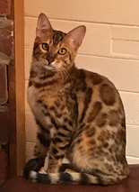 Hypoallergenic Bengal Kittens available at Bengaltime cattery / Registered Bengals