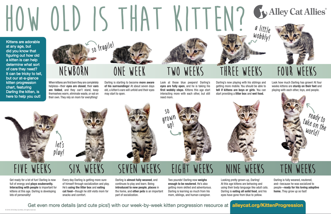 Kitten Growth Chart REGISTERED BENGALS
