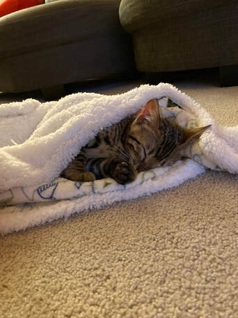 Bengaltime Roma on his first night in his new home, Bengal kittens for Sale in Seattle