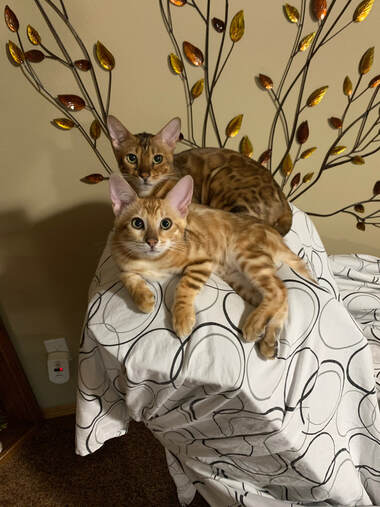 Bdngaltimecattery.com Mishka
