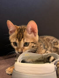 Bengaltimecattery.com Maley