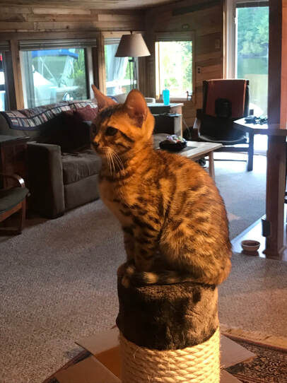 Registered Bengal Leo from Bengaltime Cattery