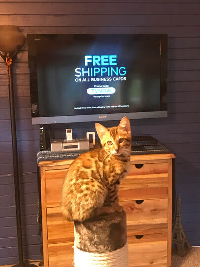 Registered Bengal Leo from Bengaltime Cattery