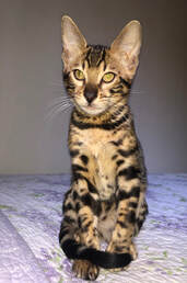 Toby in his new home in Alaska, Registeredbengals.com