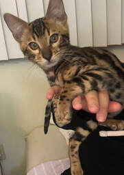 Toby in his new home in Alaska, Registeredbengals.com