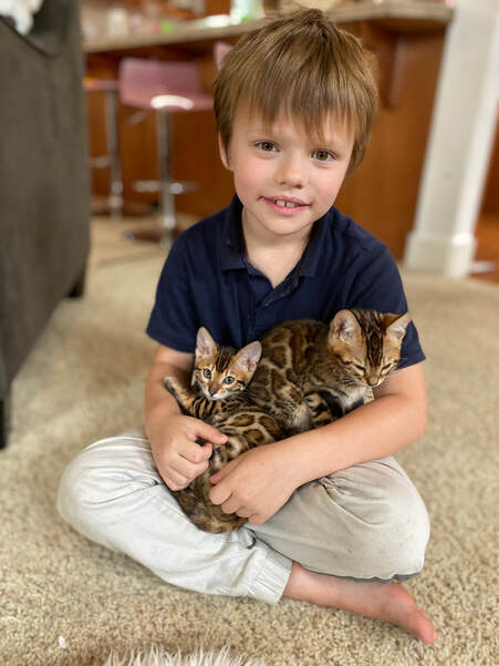 Bengaltimecattery.com Kids-kittens