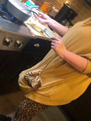Bengaltimecattery.com. Rocky