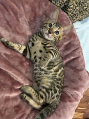 Bengaltimecattery.com Leo