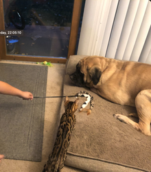 Bengaltime Tiger, Registeredbengals.com