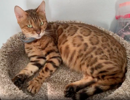 Neyteri, Bengal Queen at Registeredbengals.com