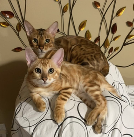 Bengaltimecattery.com Mishka