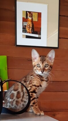 Leo now Iggy, Registeredbengals.com