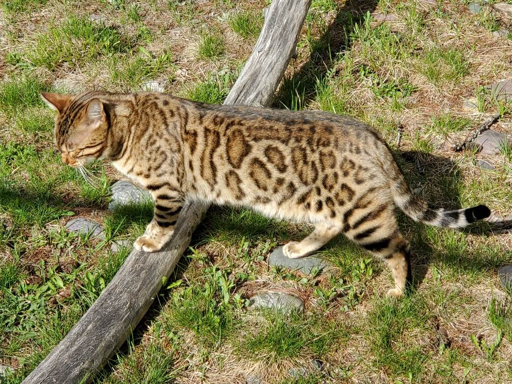 Bengal Kittens for Sale, Magic in his new Home in Montana