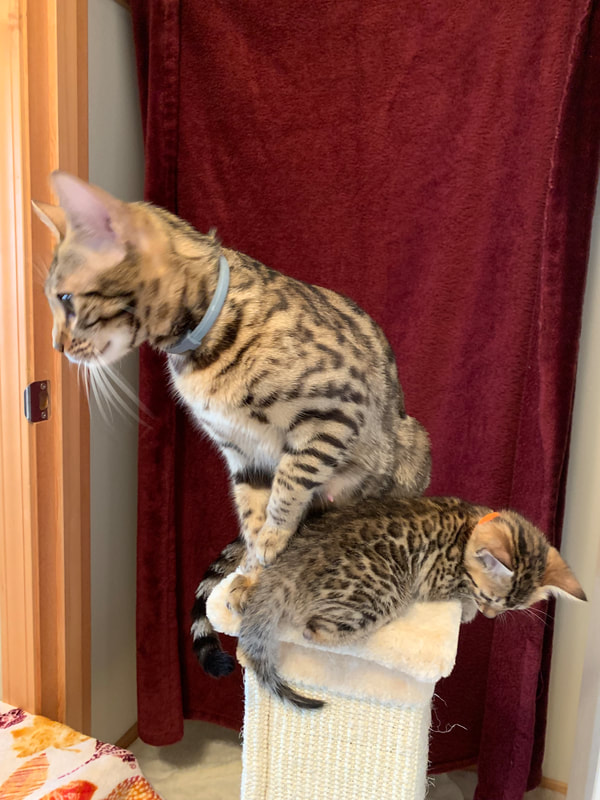 Bengal Kittens for Sale, Registeredbengals.com