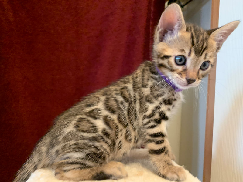 Bengal Kittens for Sale, Registeredbengals.com