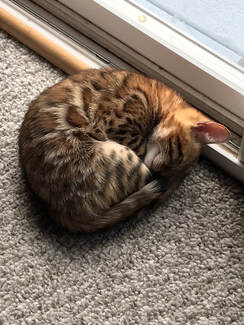Registered Bengal Kittens in new home