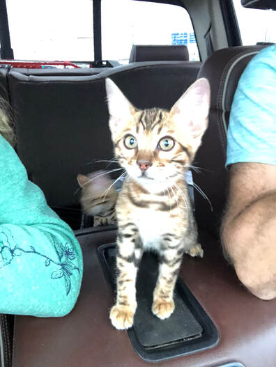 Headed home in Indianapolis, Registeredbengals.com