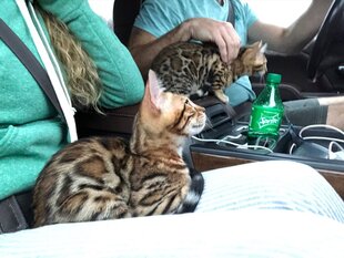 Phili and Rosie new Owners, Registeredbengals.com