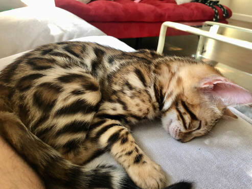 Bengaltimecattery.com Hunter