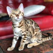 Hypoallergenic Bengal Kittens available at Bengaltime cattery / Registered Bengals