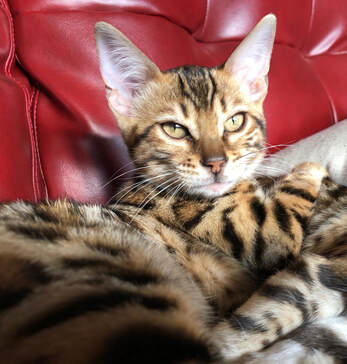 Bengaltimecattery.com