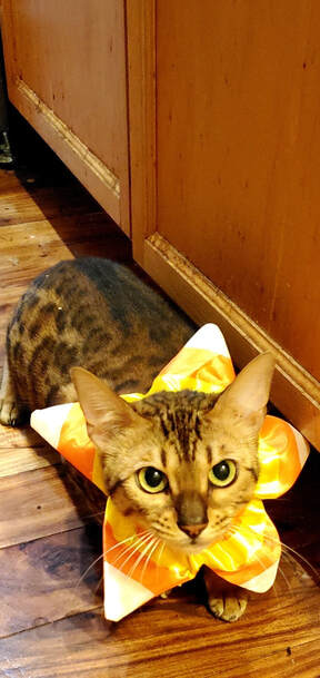 Bengaltimecattery.com Lilly