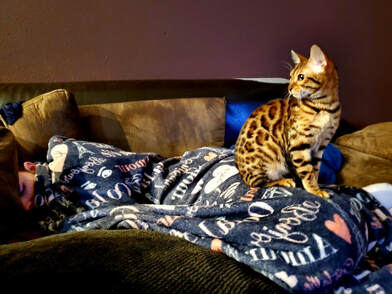 Bengalyimecattery.com Lilly