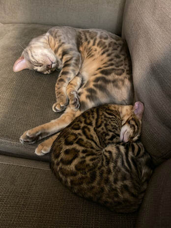 Bengaltime Roma in his new home, Registeredbengals.com