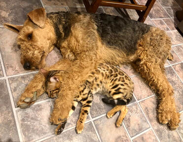 Bengaltimecattery.com Bengals & Dogs