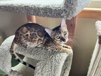 Bengaltime Neyteri, Bengal Queen at Registeredbengals.com