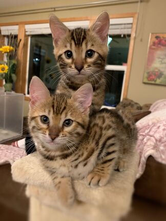 Bengaltimecattery.com Dasha