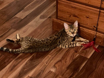 Lisa, Bengal Queen at Registeredbengals.com