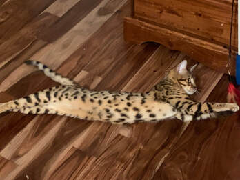 Lisa, Bengal Queen at Registeredbengals.com