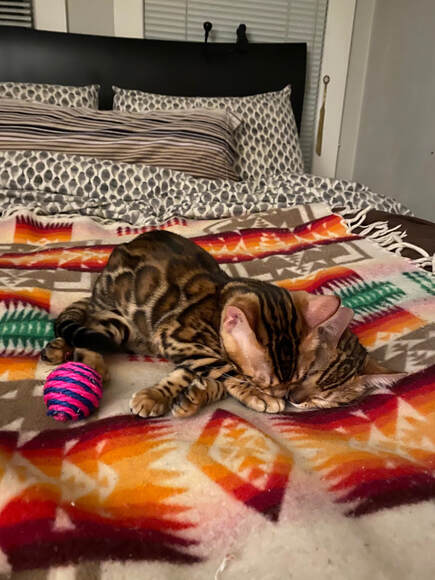 Bengaltimecattey.com Haley and Marley