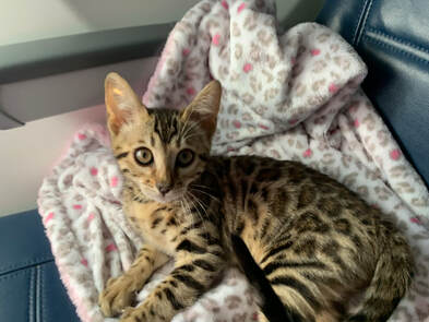 Bengaltimecattery.com Lana