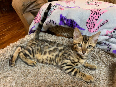 Bengaltimecattery.com Light Green