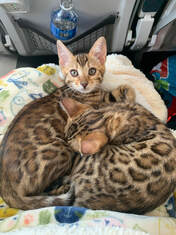 Bengaltimecattery.com  Sajira   Nalla