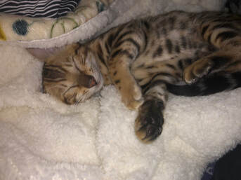 Bengaltime Simba, Registeredbengals.com