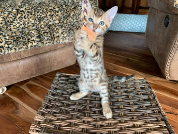 Bengaltimecattery.com  Buddy