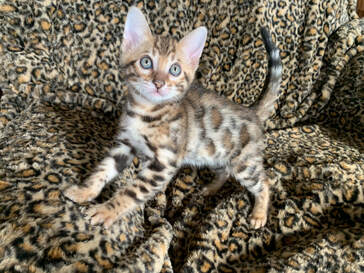 Bengaltimecattery.com   Hunter