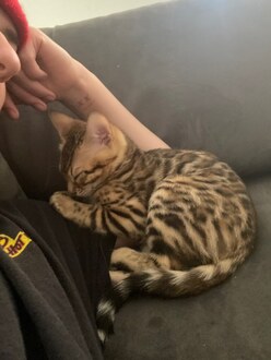 Bengaltimecattery.com  Rocky