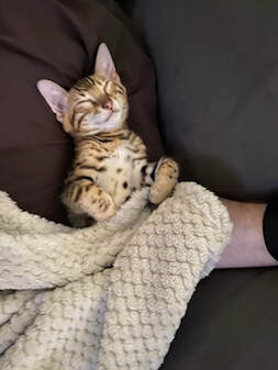 Bengaltimecattery.com  Rocky