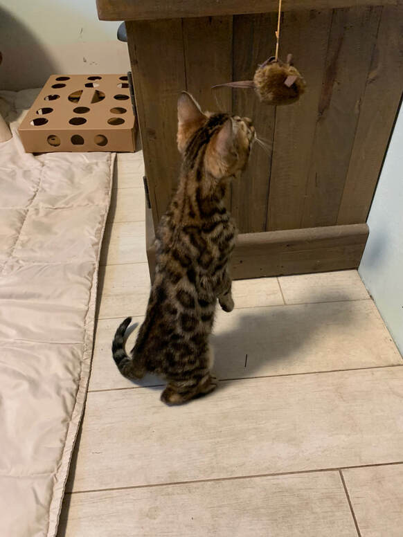 Bengaltimecattery.com Kenti
