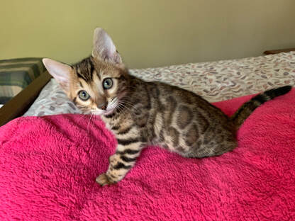 Bengaltimecattery.com. Marvel