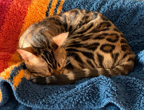 Registeredbengals.com Finn
