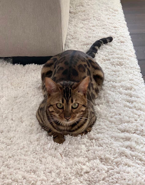 Registeredbengals.com Finn